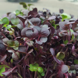 Whats up with microgreens?