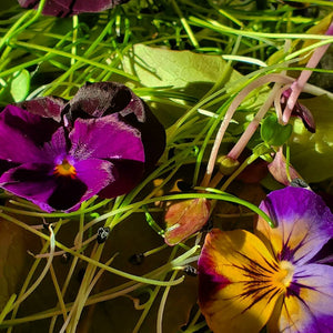 Finding our Microgreens / Salad Mix / Edible Flowers/ Herbs