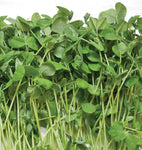 Speckled Pea