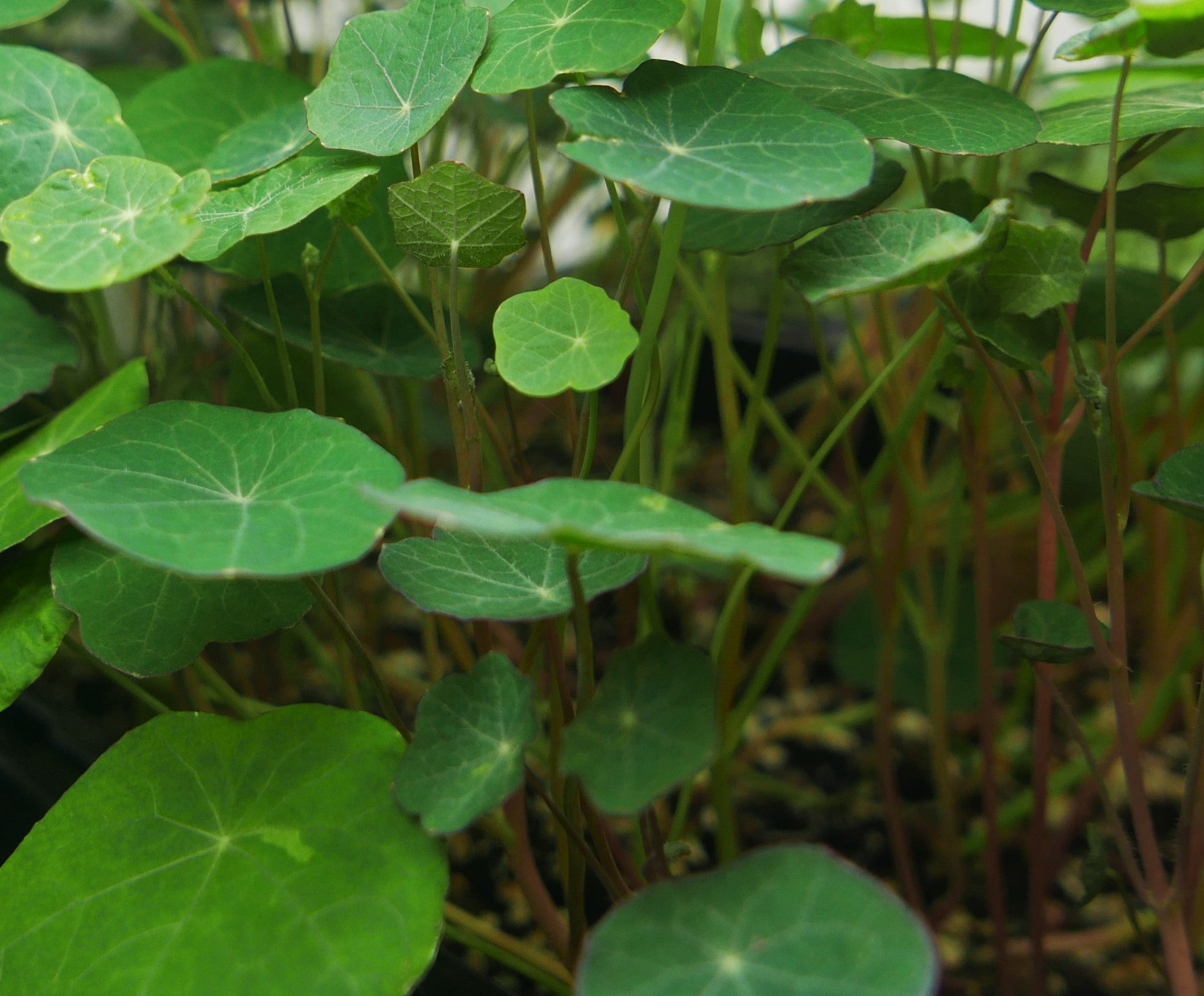 Jewel Nasturtium