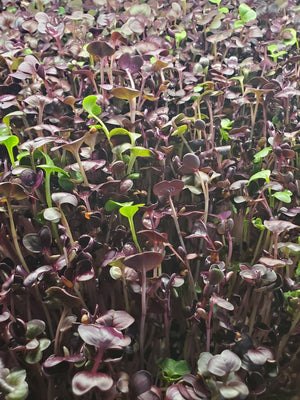 Purple Radish