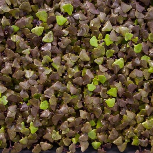 Black Opal Basil