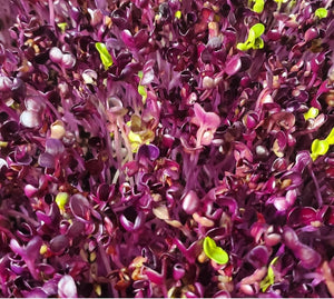 Purple Radish