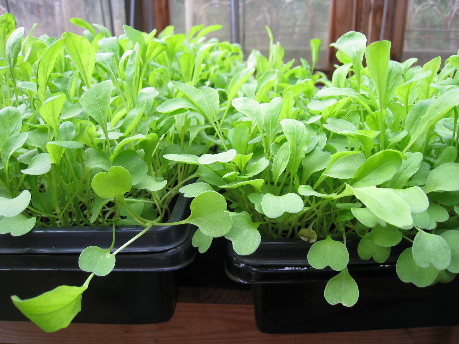Arugula