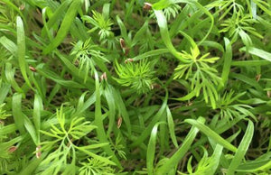 Dill