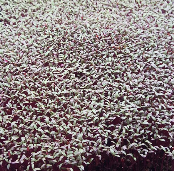 Garnet Amaranth