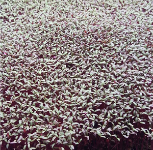 Garnet Amaranth
