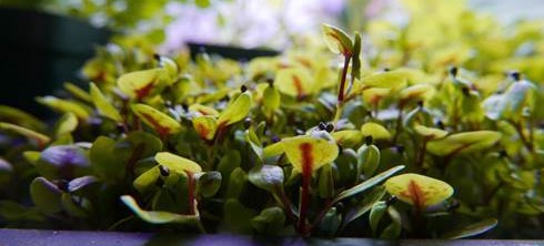 Red Veined Sorrel
