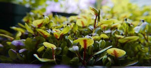 Red Veined Sorrel